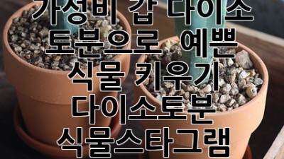 가성비 갑! 다이소 토분으로 🪴 예쁜 식물 키우기 #다이소토분 #식물스타그램